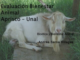 Bioética y Bienestar Animal
Andrés Serna Villegas
 