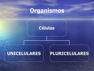 Organismos Células UNICELULARES PLURICELULARES 