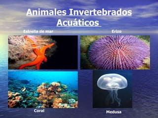 Animales Invertebrados Acuáticos  Coral Erizo  Estrella de mar Medusa 
