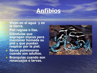 Anfibios Viven en el agua  y en la tierra. Piel rugosa o lisa. Glándulas que segregan mucus para mantener húmeda su piel y que puedan respirar por la piel. Sacos pulmonares cuando son adultos. Branquias cuando son renacuajos o larvas.  
