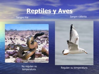 Reptiles y Aves No regulan su temperatura. Sangre fría Sangre caliente Regulan su temperatura. 