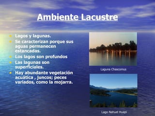 Ambiente Lacustre Lagos y lagunas. Se caracterizan porque sus aguas permanecen estancadas.  Los lagos son profundos Las lagunas son superficiales. Hay abundante vegetación acuática , juncos; peces variados, como la mojarra.  Lago Nahuel Huapi Laguna Chascomus 