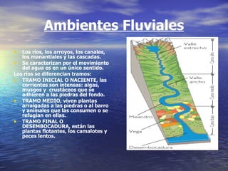 Ambientes Fluviales Los ríos, los arroyos, los canales, los manantiales y las cascadas. Se caracterizan por el movimiento del agua es en un único sentido.  Los ríos se diferencian tramos: TRAMO INICIAL O NACIENTE, las  corrientes son intensas: algas, musgos y  crustáceos que se adhieren a las piedras del fondo.  TRAMO MEDIO, viven plantas arraigadas a las piedras o al barro y animales que las consumen o se refugian en ellas. TRAMO FINAL O DESEMBOCADURA, están las plantas flotantes, los camalotes y peces lentos. 
