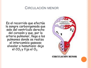CIRCULACIÓN MENOR
Es el recorrido que efectúa
la sangre carboxigenada que
sale del ventrículo derecho
del corazón y que, por la
arteria pulmonar, llega a los
pulmones donde se realiza
el intercambio gaseoso
alveolar o hematosis: deja
el CO2 y fija el O2.
 