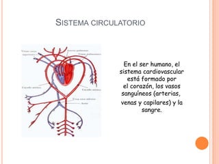 SISTEMA CIRCULATORIO
En el ser humano, el
sistema cardiovascular
está formado por
el corazón, los vasos
sanguíneos (arterias,
venas y capilares) y la
sangre.
 