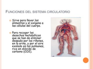 FUNCIONES DEL SISTEMA CIRCULATORIO
 Sirve para llevar los
alimentos y el oxígeno a
las células del cuerpo.
 Para recoger los
desechos metabólicos
que se han de eliminar
después por los riñones,
en la orina, y por el aire
exalado en los pulmones,
rico en dióxido de
carbono (CO2).
 