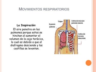 MOVIMIENTOS RESPIRATORIOS
La Inspiración:
El aire penetra en los
pulmones porque estos se
hinchan al aumentar el
volumen de la caja torácica,
lo cual es debido a que el
diafragma desciende y las
costillas se levantan.
 