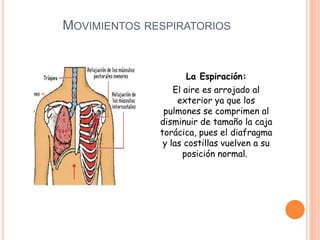 MOVIMIENTOS RESPIRATORIOS
La Espiración:
El aire es arrojado al
exterior ya que los
pulmones se comprimen al
disminuir de tamaño la caja
torácica, pues el diafragma
y las costillas vuelven a su
posición normal.
 