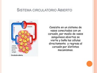 SISTEMA CIRCULATORIO ABIERTO
Consiste en un sistema de
vasos conectados con un
corazón, por medio de vasos
sanguíneos abiertos se
vierte y baña las células
directamente y regresa al
corazón por distintos
mecanismos.
 