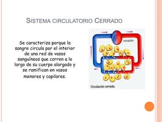 SISTEMA CIRCULATORIO CERRADO
Se caracteriza porque la
sangre circula por el interior
de una red de vasos
sanguíneos que corren a lo
largo de su cuerpo alargado y
se ramifican en vasos
menores y capilares.
 