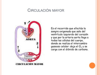CIRCULACIÓN MAYOR
Es el recorrido que efectúa la
sangre oxigenada que sale del
ventrículo izquierdo del corazón
y que por la arteria aorta llega a
todas las células del cuerpo,
donde se realiza el intercambio
gaseoso celular: deja el O2 y se
carga con el dióxido de carbono.
 