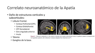 Correlato neuroanatómico de la Apatía
• Daño de estructuras corticales y
subcorticales:
• Lóbulo Frontal.
• Corteza Prefrontal (CPF).
• Corteza Orbitofrontal.
• CPF Dorsolateral.
• Giro cingulado anterior.
• Insula
• Tálamo
• Ganglios de la base.
 