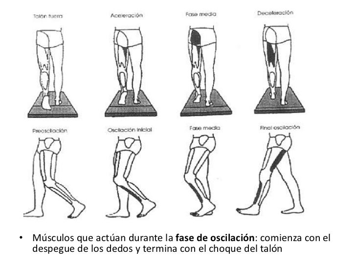 oscilacion marcha evaluaci 243 n de la marcha normal oscilacion marcha evaluaci 243 n de la marcha normal