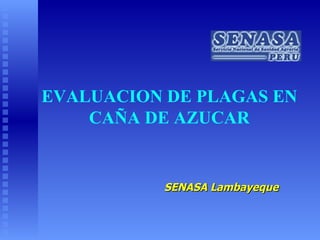 SENASA Lambayeque EVALUACION DE PLAGAS EN CAÑA DE AZUCAR 