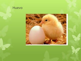 Huevo
 