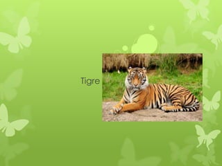 Tigre
 