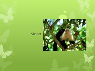 Mono
 