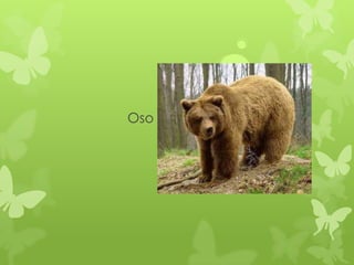Oso
 