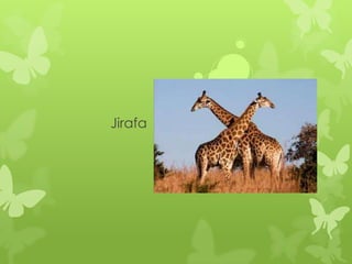 Jirafa
 