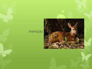 Venado
 