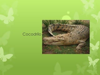 Cocodrilo
 