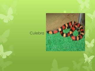 Culebra
 