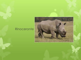 Rinoceronte
 