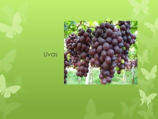 Uvas
 