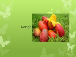 Mango
 