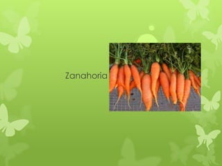 Zanahoria
 