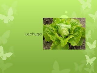 Lechuga
 