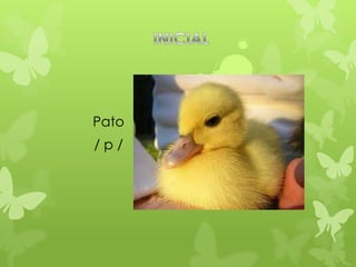 Pato
/p/
 