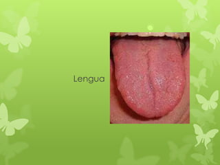 Lengua
 