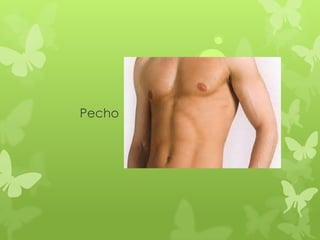 Pecho
 