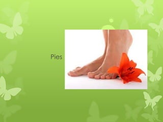 Pies
 