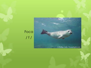 Foca
/f/
 