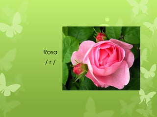 Rosa
/r/
 