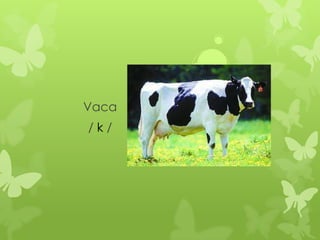 Vaca
/k/
 