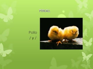 Pollo
/y/
 