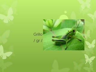 Grillo
/ gr /
 