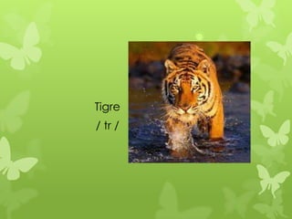 Tigre
/ tr /
 