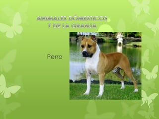 Perro
 