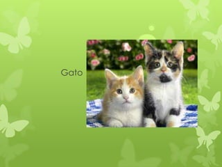 Gato
 