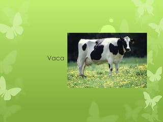 Vaca
 
