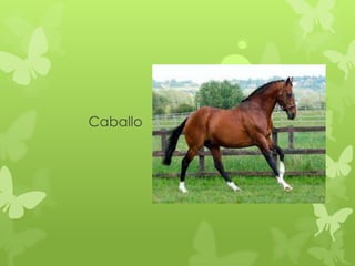 Caballo
 