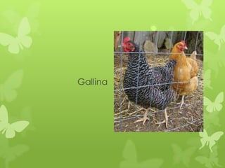 Gallina
 