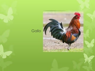 Gallo
 