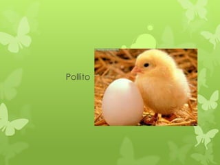 Pollito
 