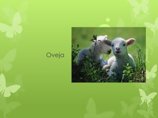 Oveja
 