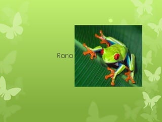 Rana
 